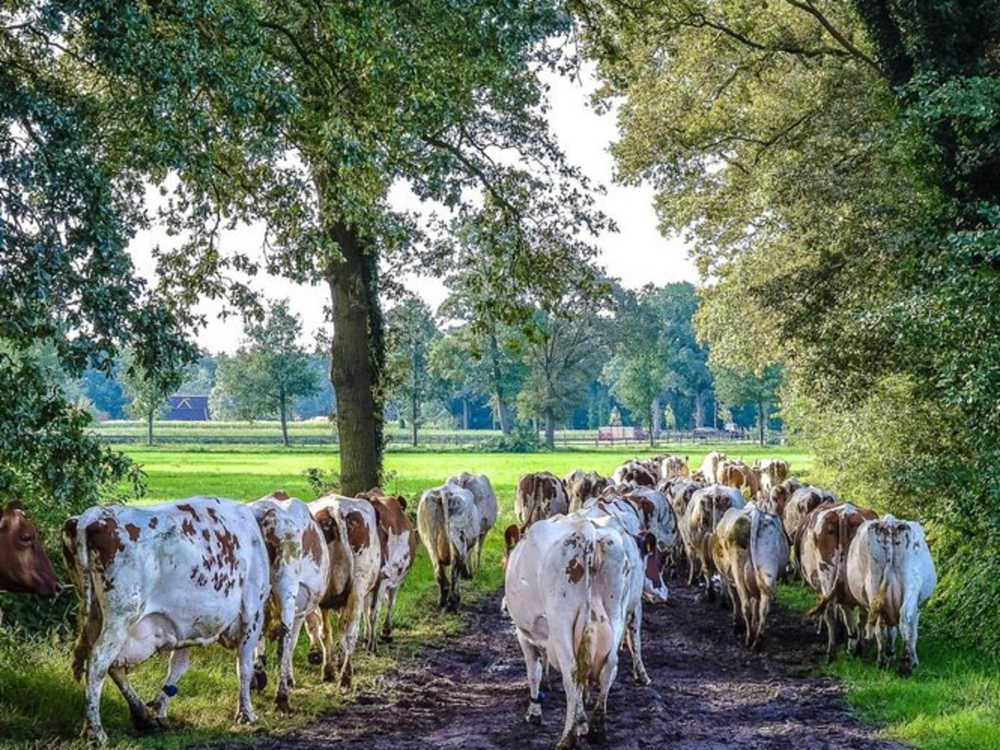 De omgeving van Vakantiepark Mölke 36 in Zuna