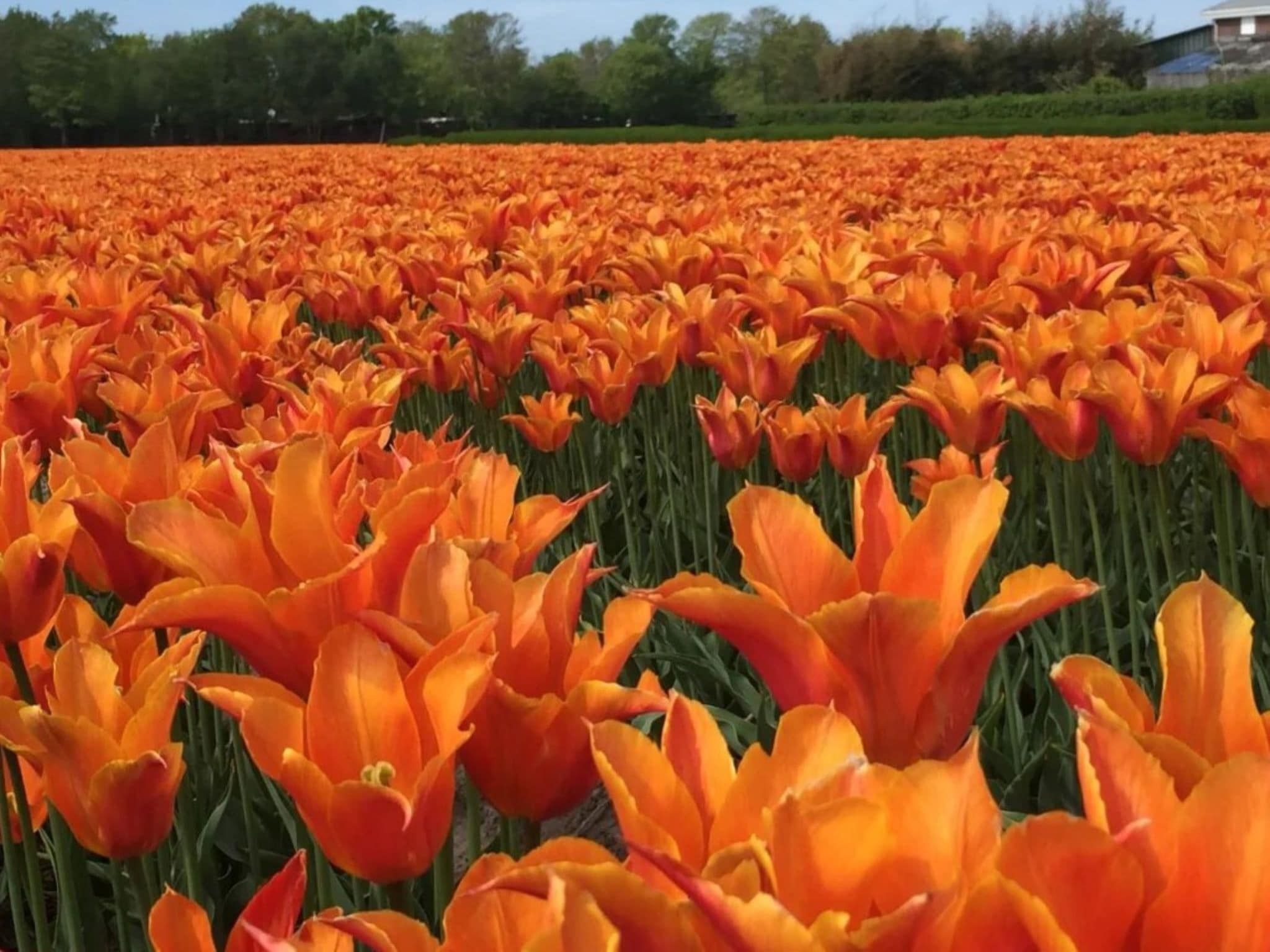 Sfeerbeeld van Loft Loopuyt in Julianadorp