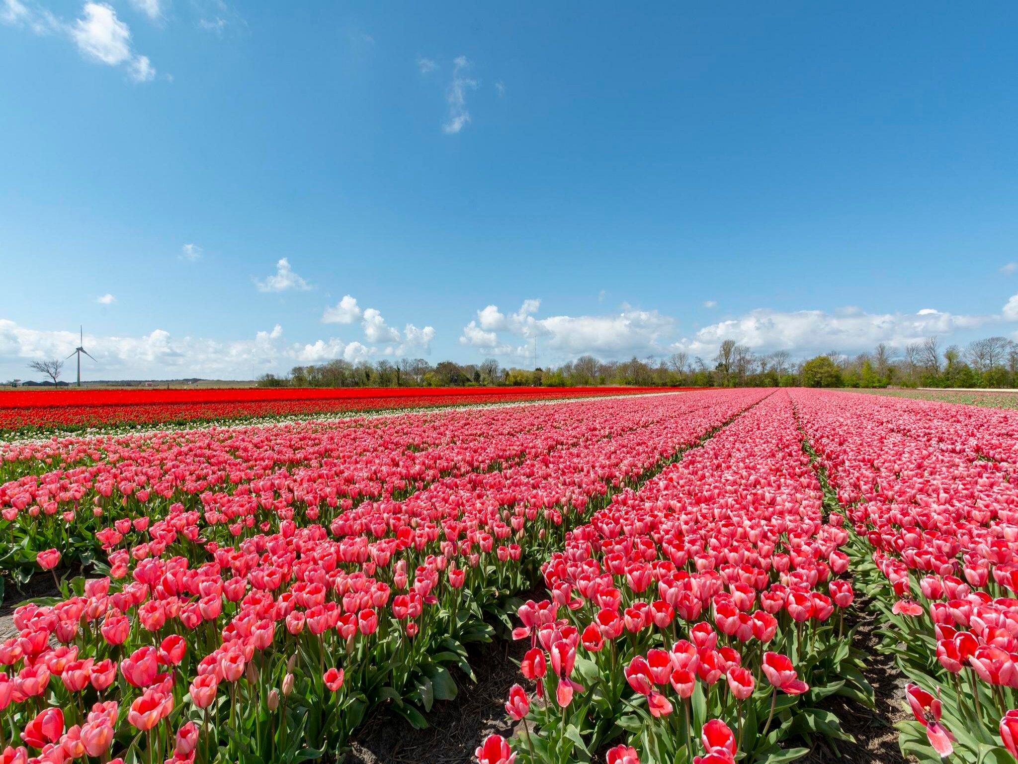 De omgeving van Wildrijk 152 in Sint Maartenszee