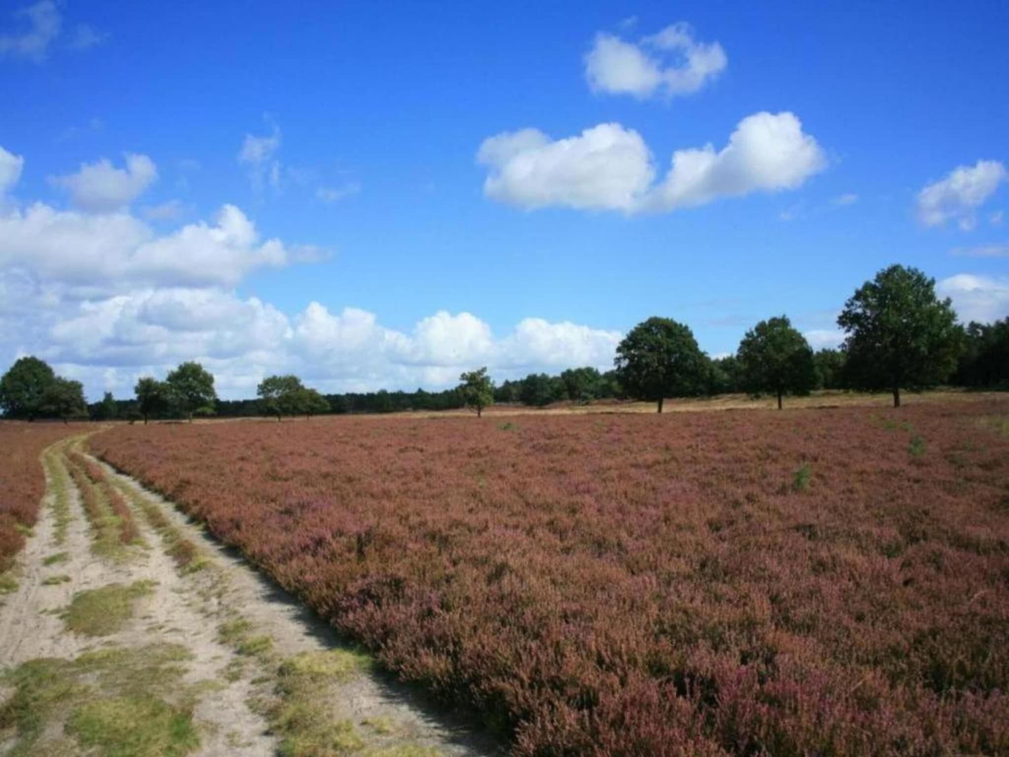 De omgeving van Heivlinder 4p in Ermelo