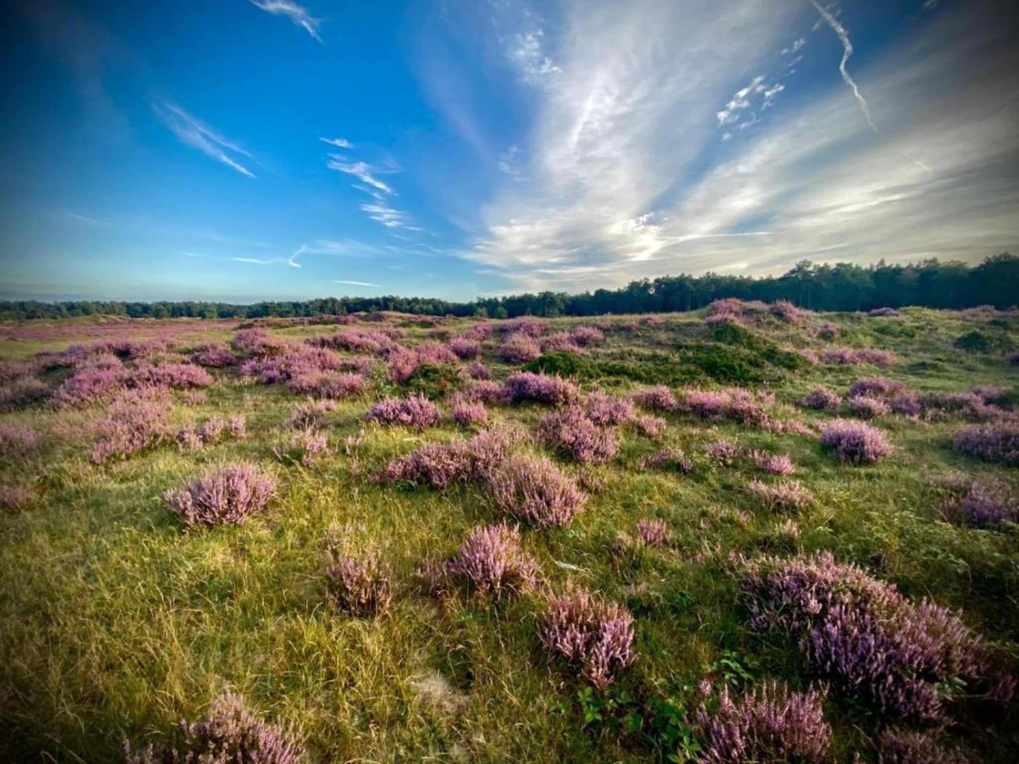 De omgeving van Heivlinder 4p in Ermelo