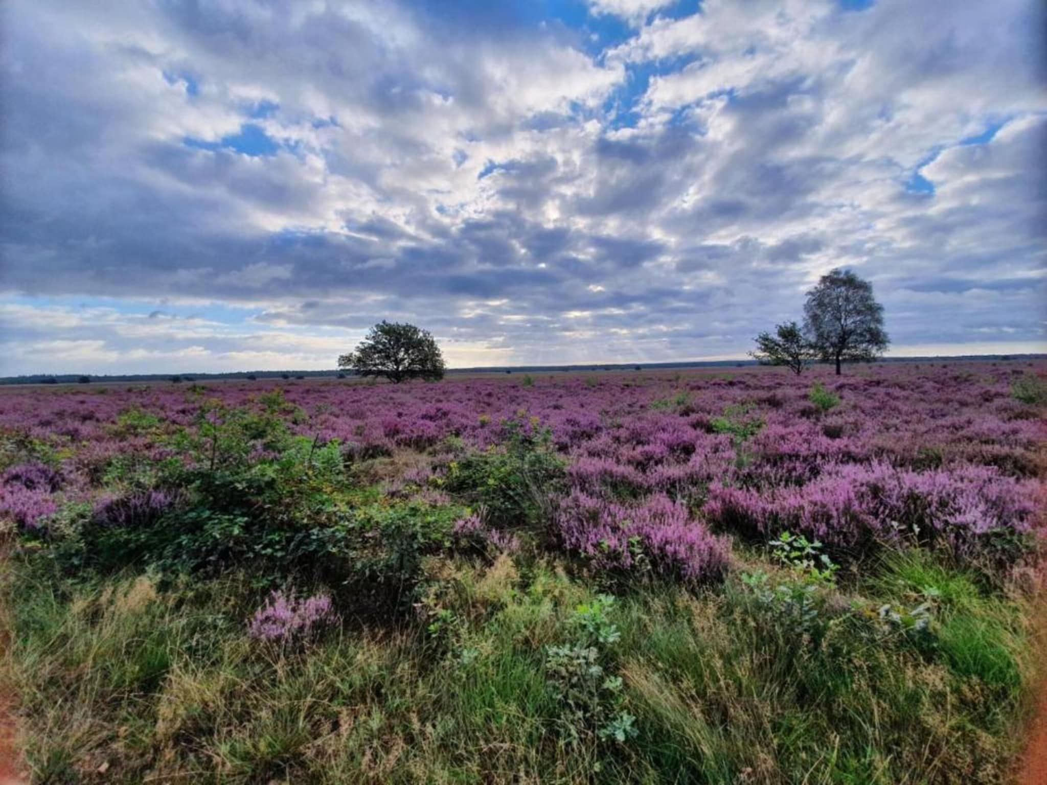 De omgeving van Heivlinder 4p in Ermelo