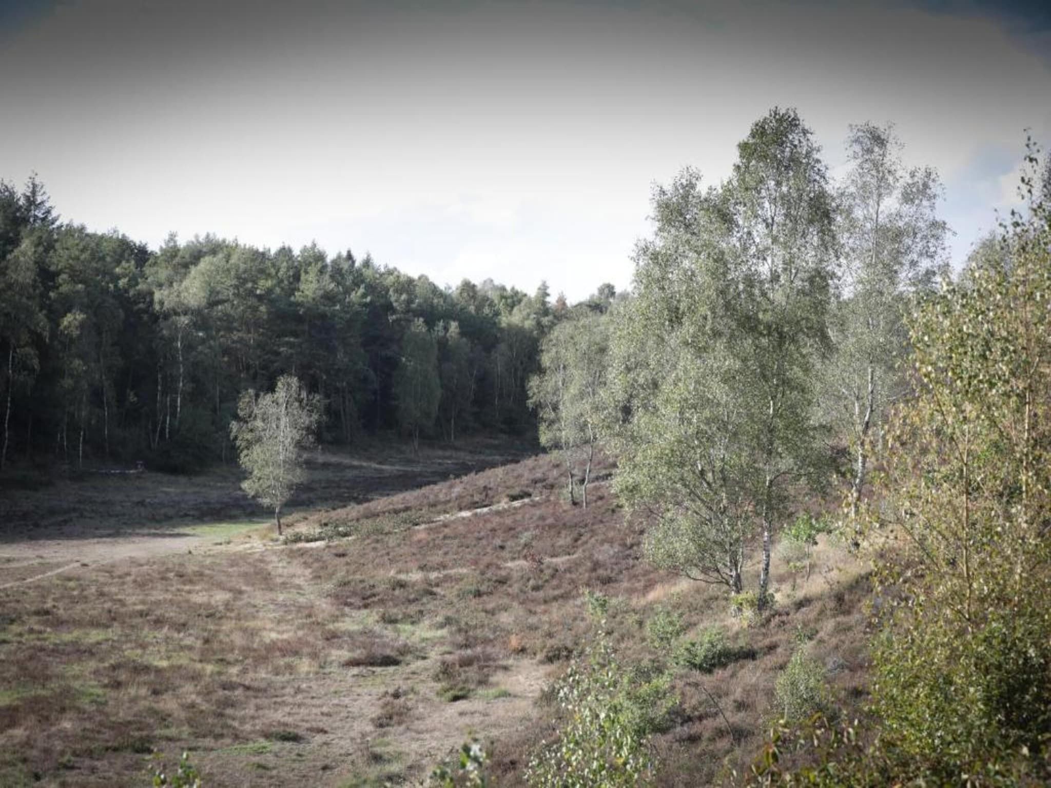 De omgeving van Heivlinder 4p in Ermelo