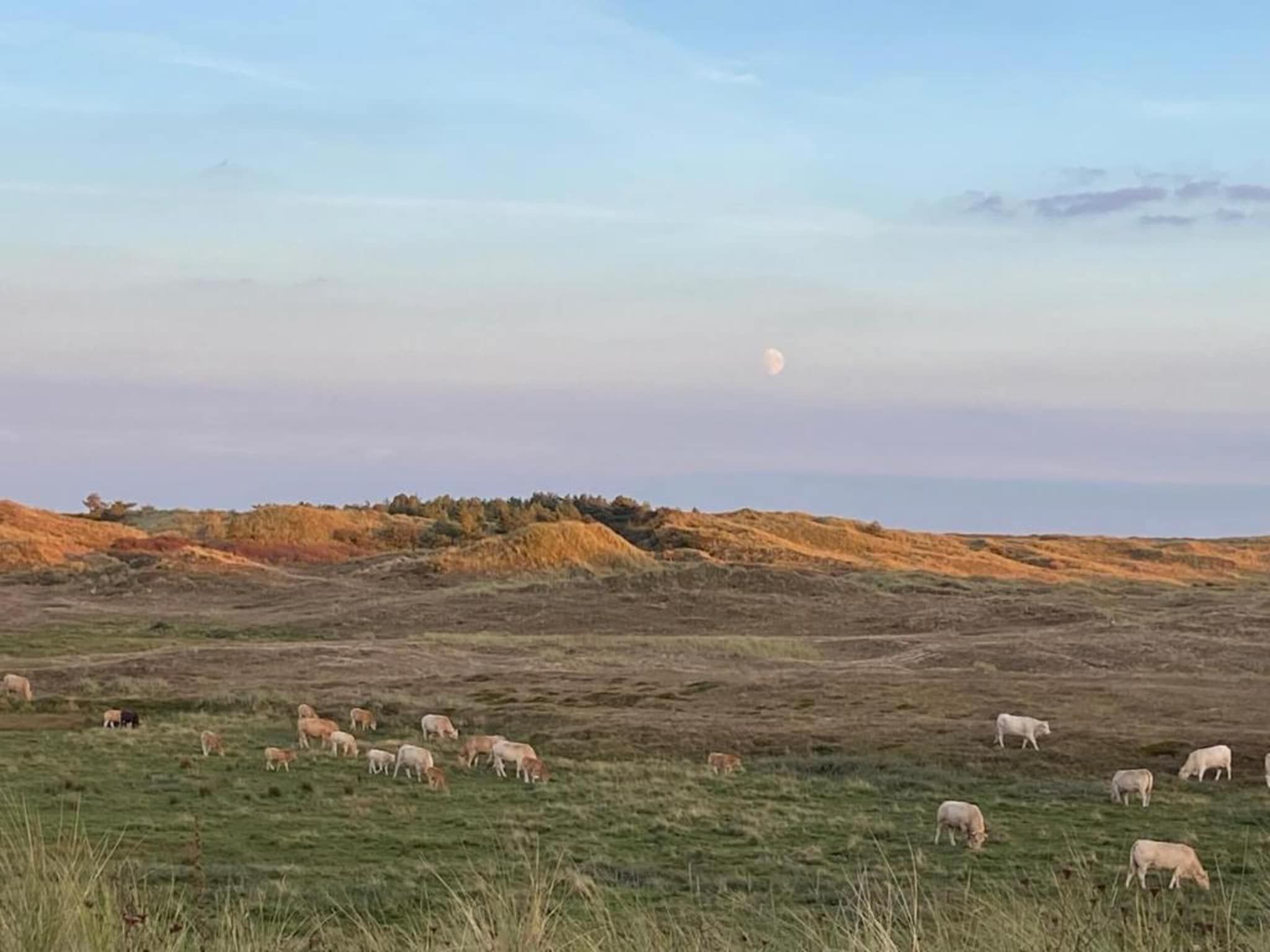De omgeving van Belkmerduinen 31 in Sint Maartenszee