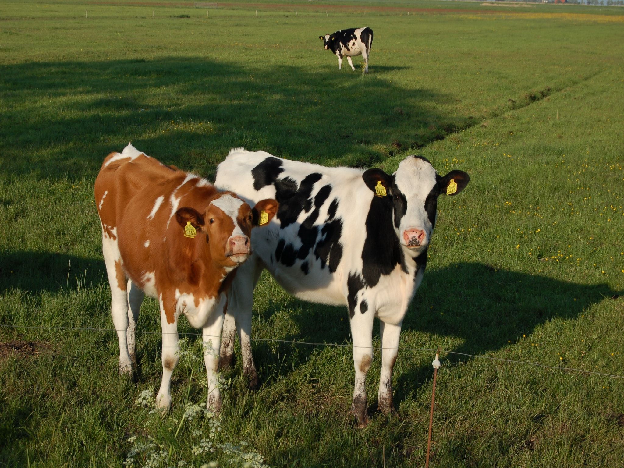 Berkenhof 8 personen in Workum - Foto 36 van 40