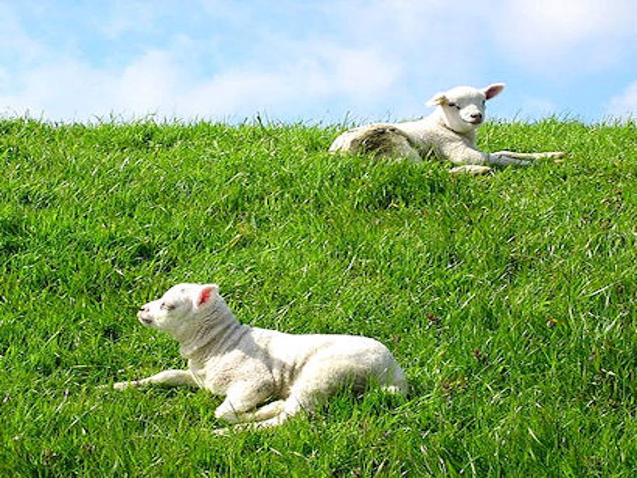 De omgeving van Bungalow 309 in De Koog