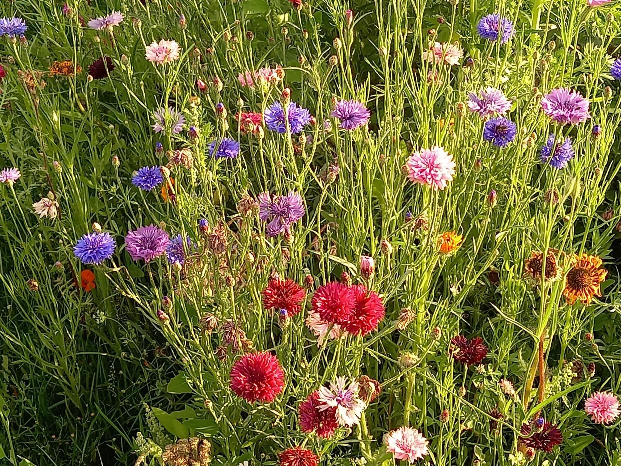 Sfeerbeeld van De Kievit in Oirschot
