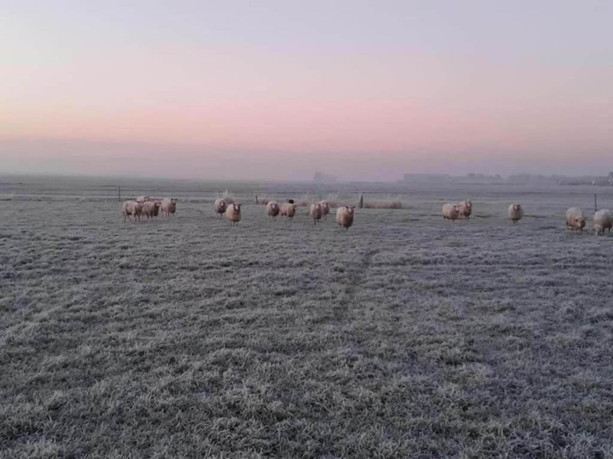 De omgeving van Chaletwoning in Sint Nicolaasga