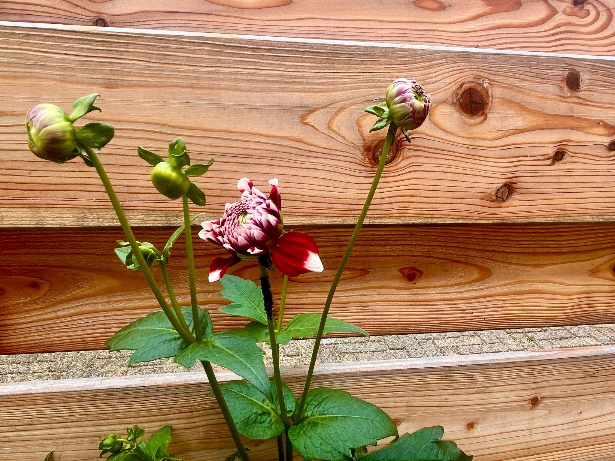 Sfeerbeeld van Casa Divera in Noordwijkerhout