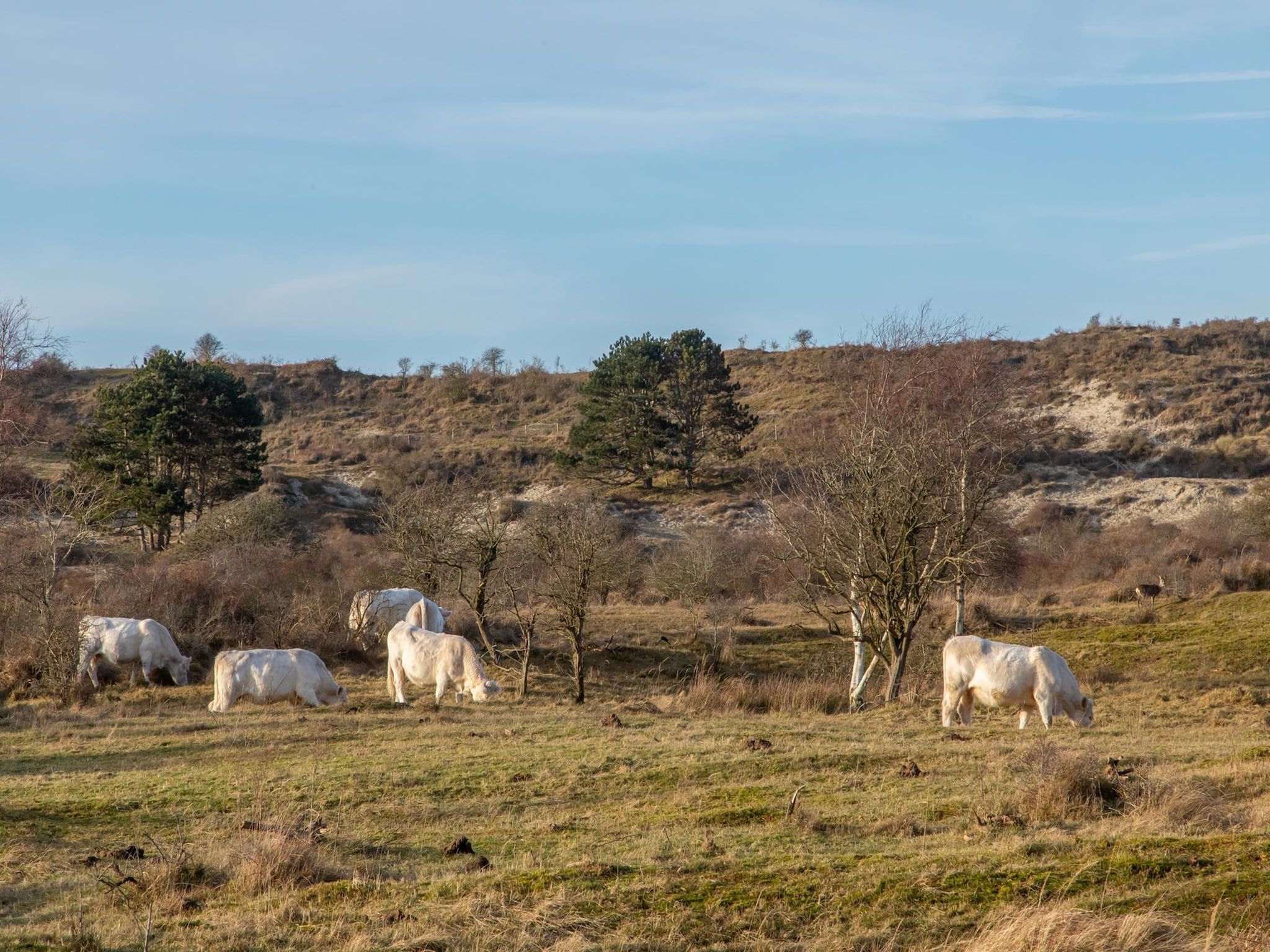 Duinhoeve Chalet Zeeland (huisdier toegestaan) in Burgh-Haamstede - Foto 22 van 37
