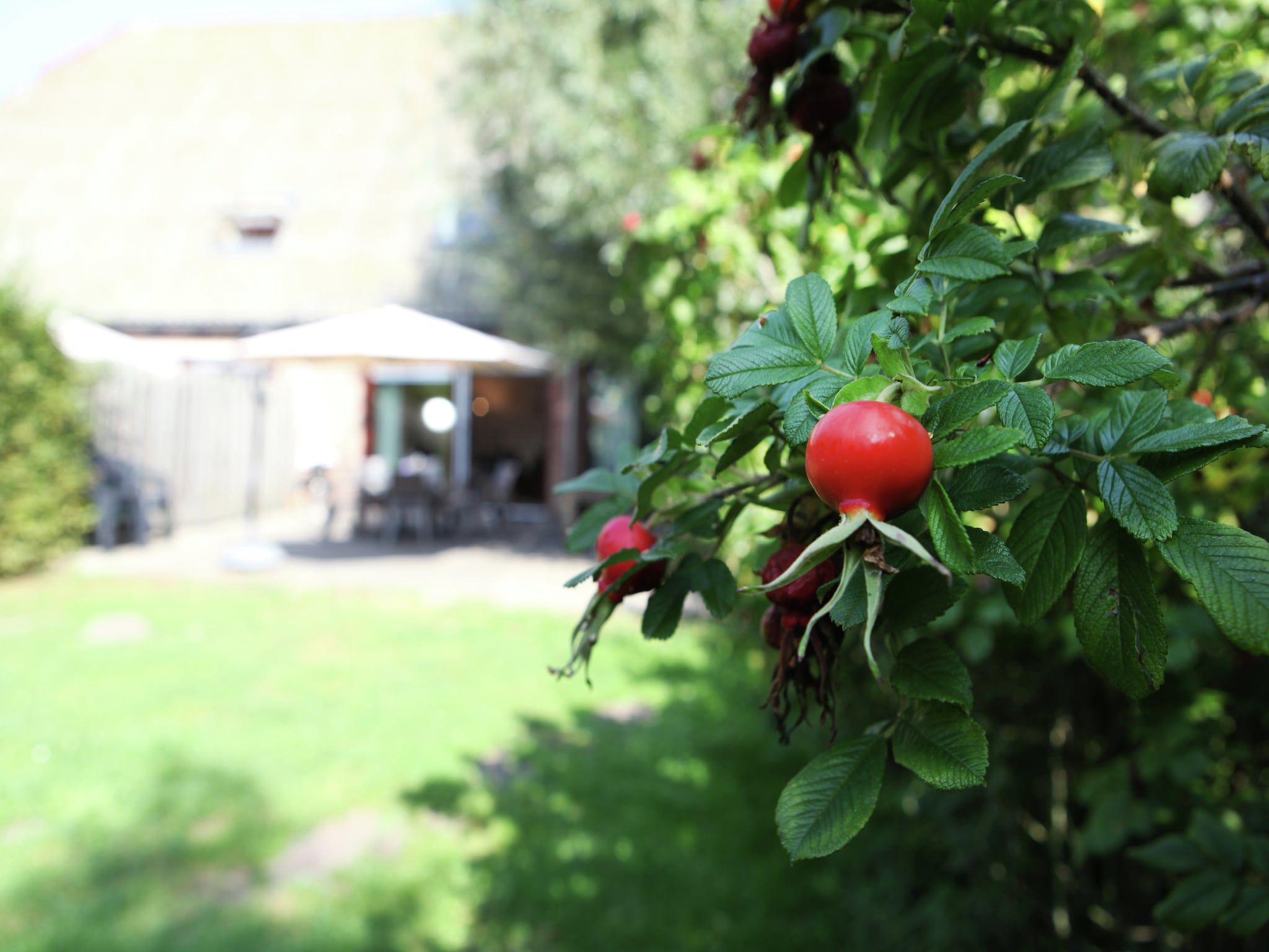 Sfeerbeeld van Appartement De Dorsvloer in Eede