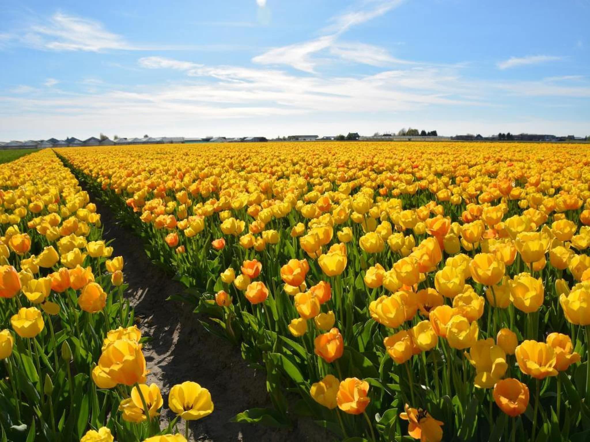 Vakantiepark Duinrust 1 in Noordwijk aan zee - Foto 40 van 42