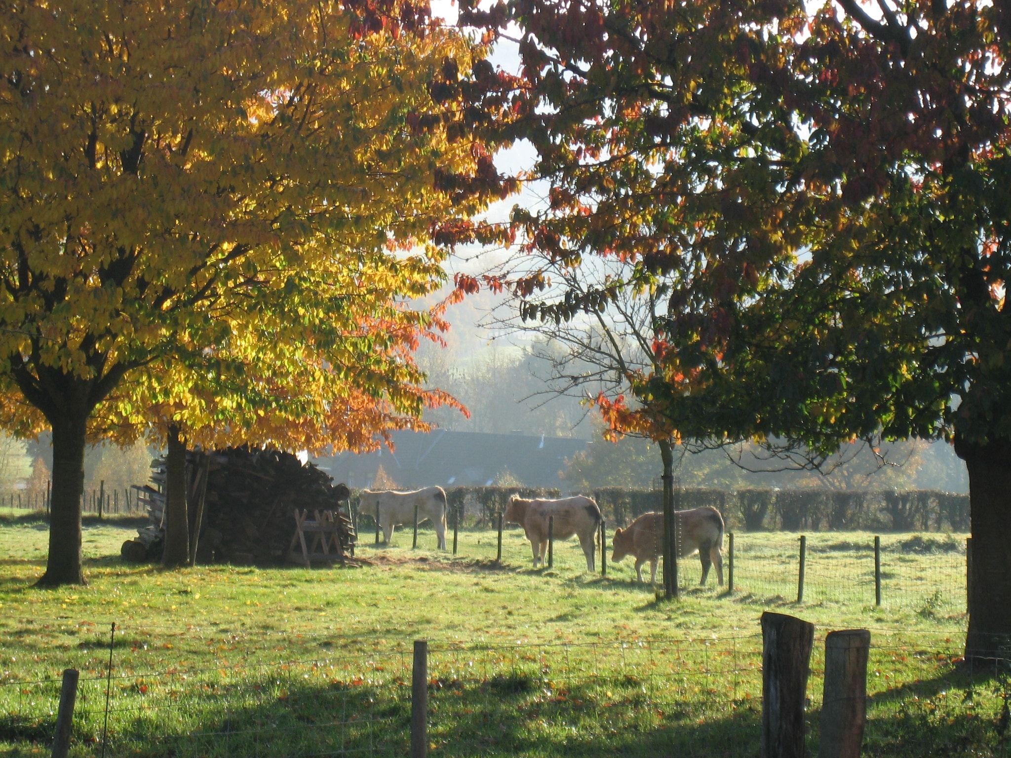 De tuin van i gen Roemel in Epen