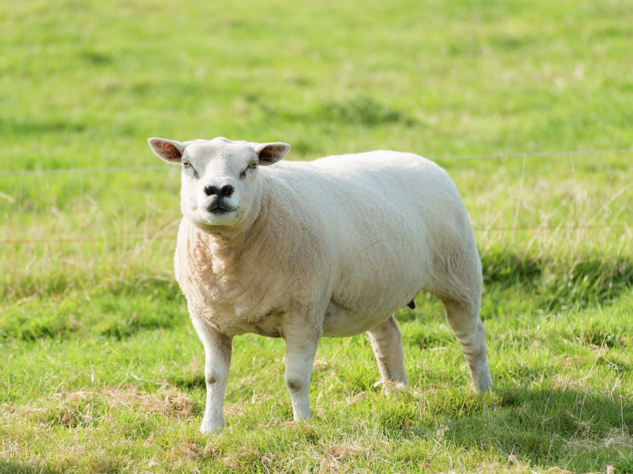 Sfeerbeeld van De Grutto in Hippolytushoef