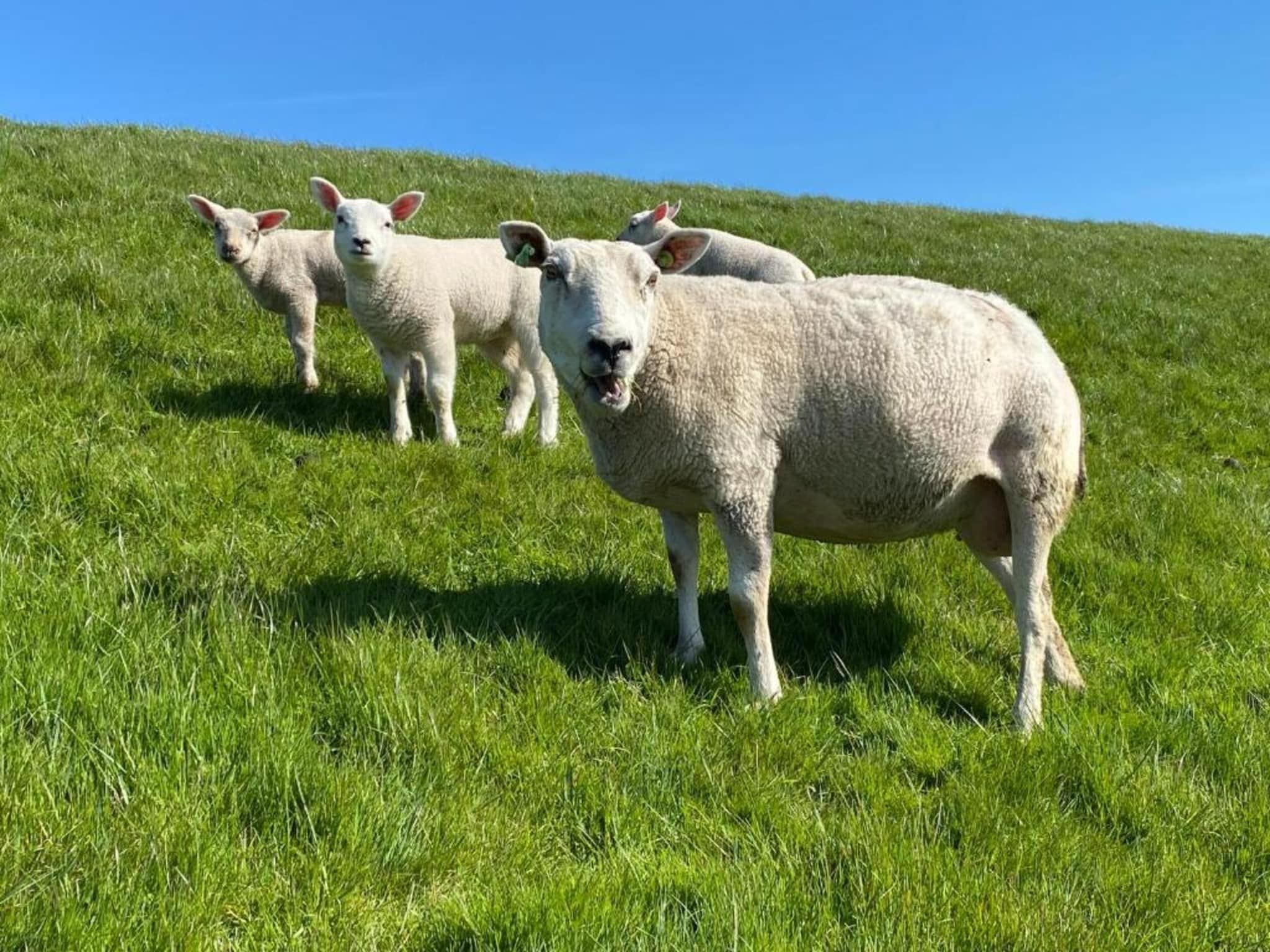 Berkenhof in Workum - Foto 37 van 40