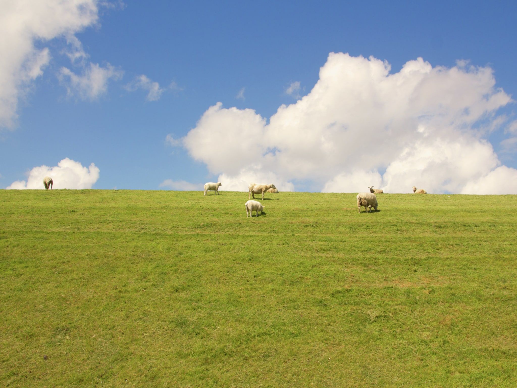 Zeedijk I in Tzummarum - Foto 33 van 40