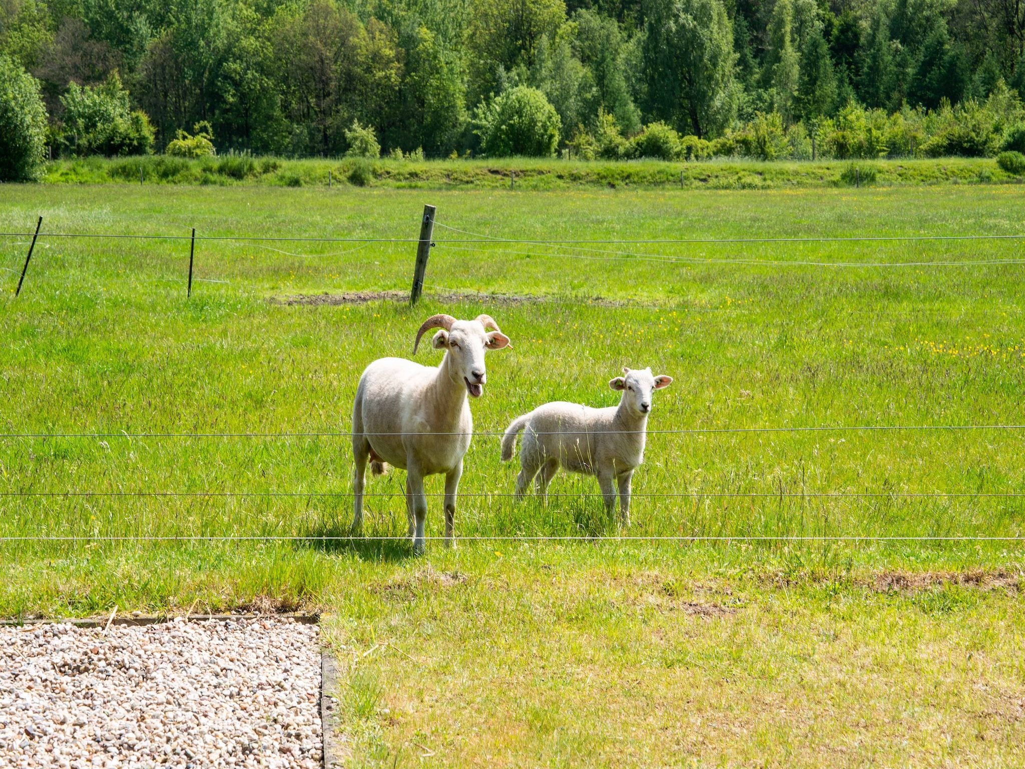 De tuin van Natuurhuis Dichtbij in Beilen