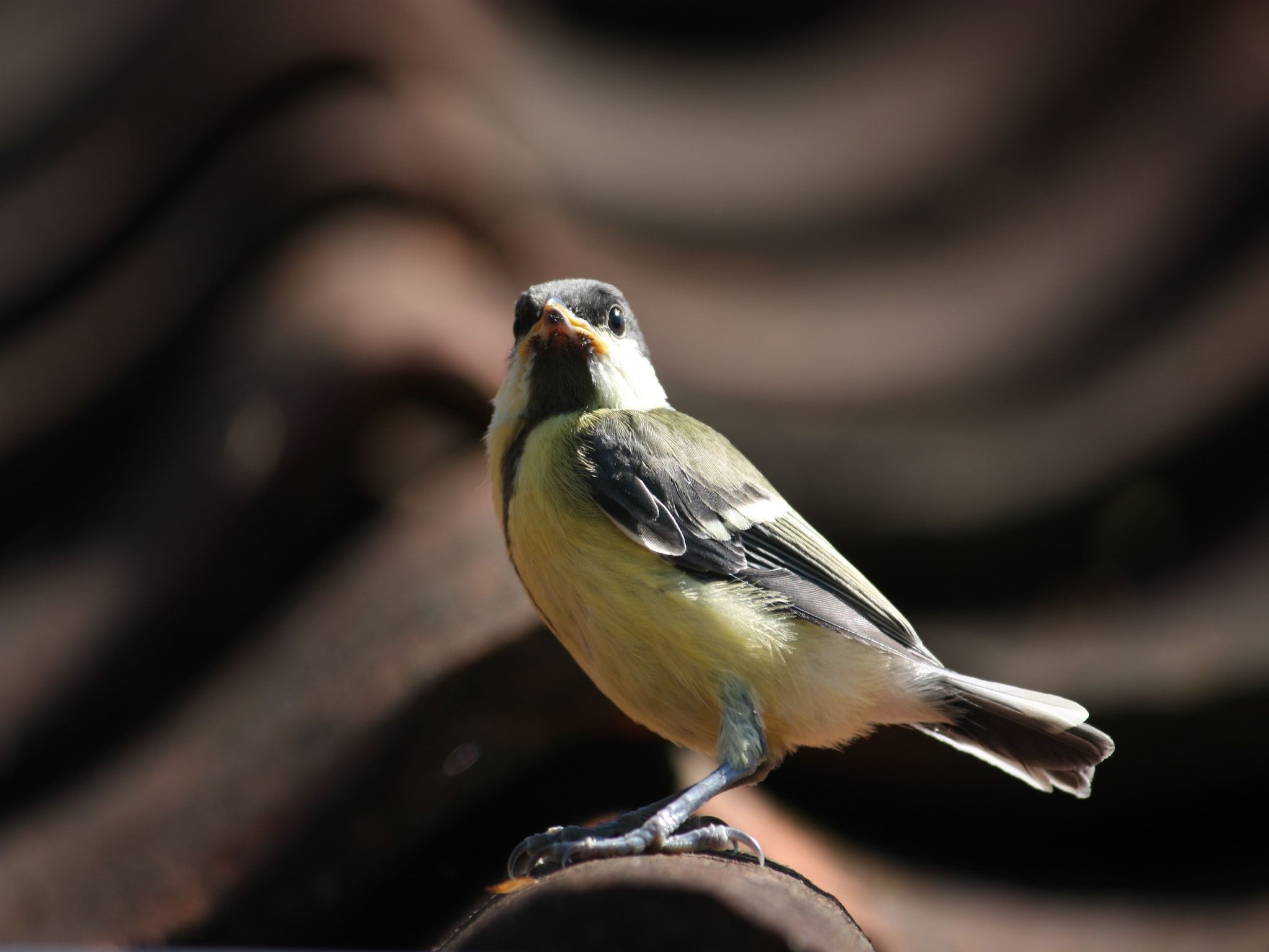 Tuinpad in Geesteren - Foto 26 van 40