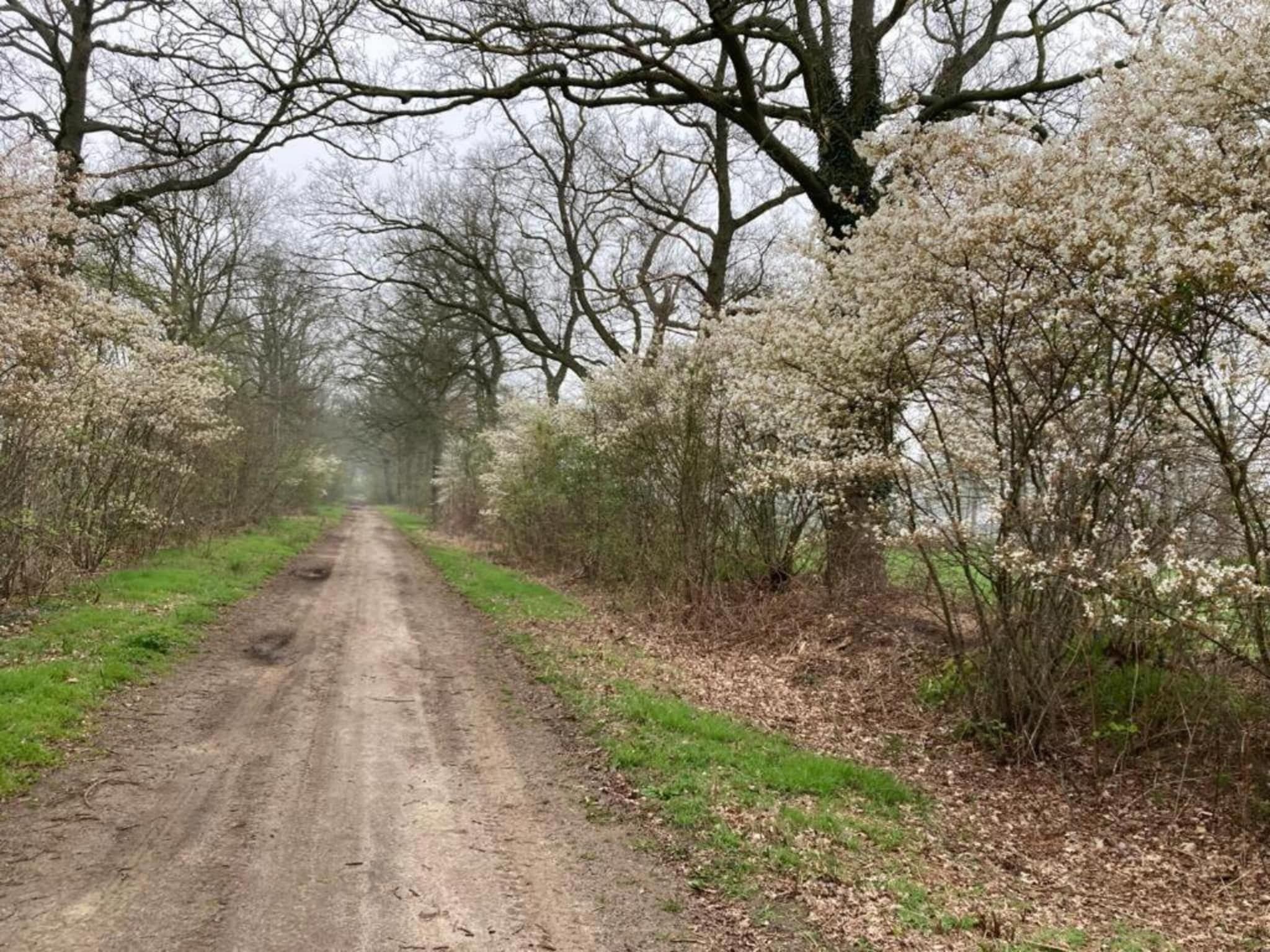 Tuinpad in Geesteren - Foto 36 van 40