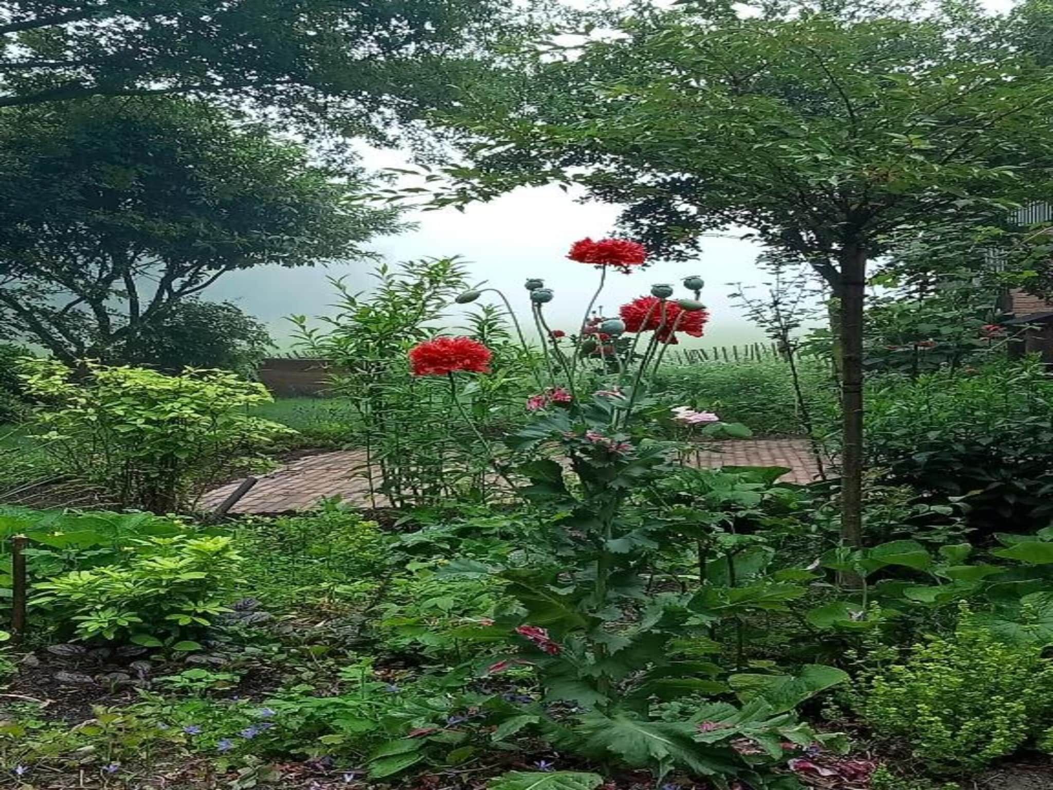 Tuinpad in Geesteren - Foto 32 van 40