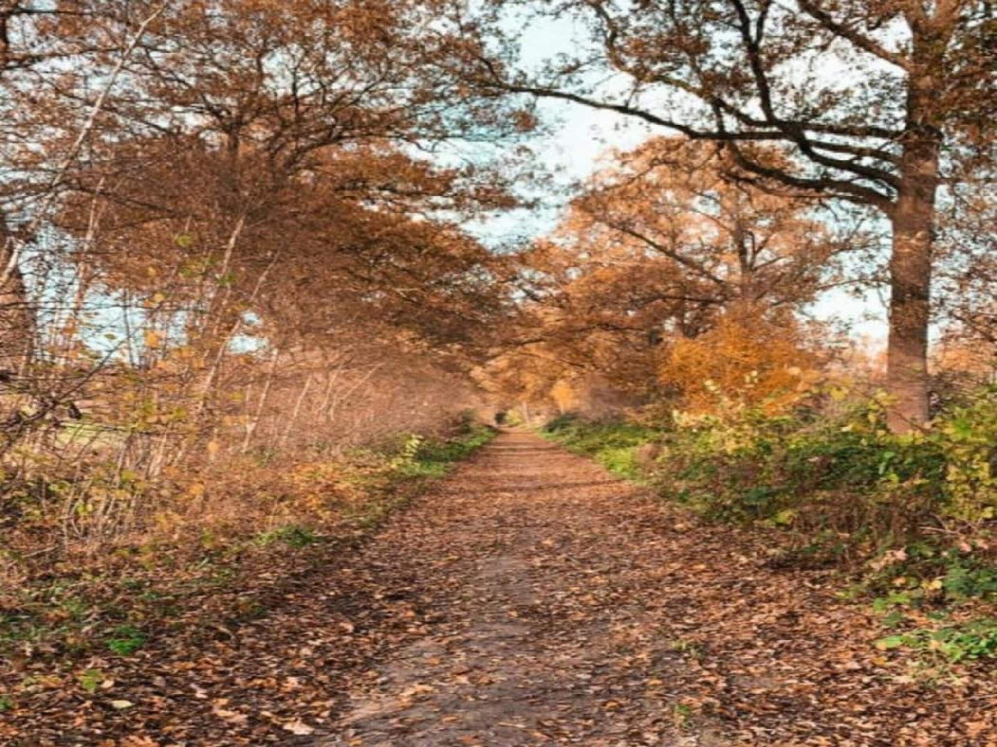 Tuinpad in Geesteren - Foto 37 van 40