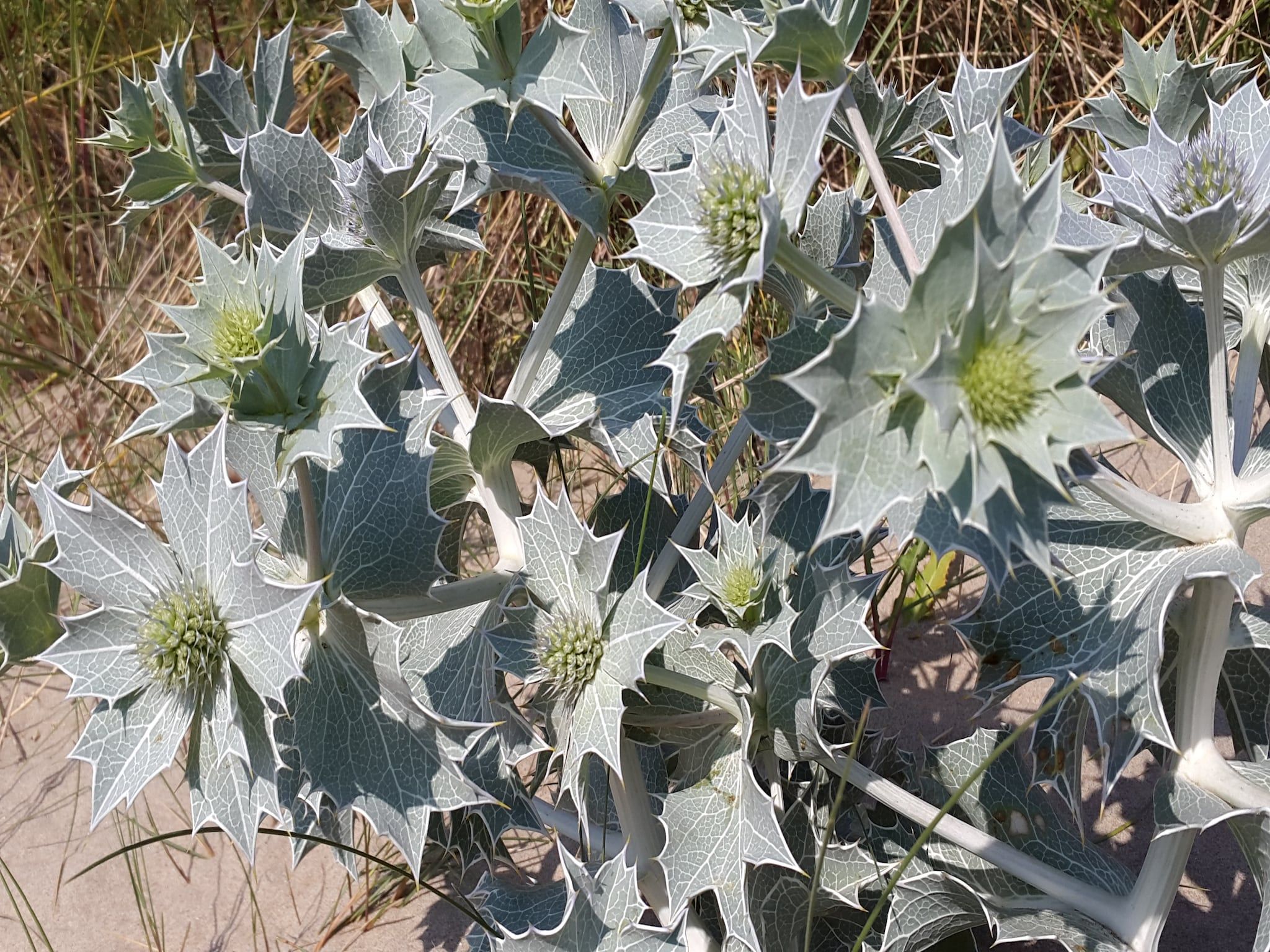 Searose in Noordwijk - Foto 20 van 40