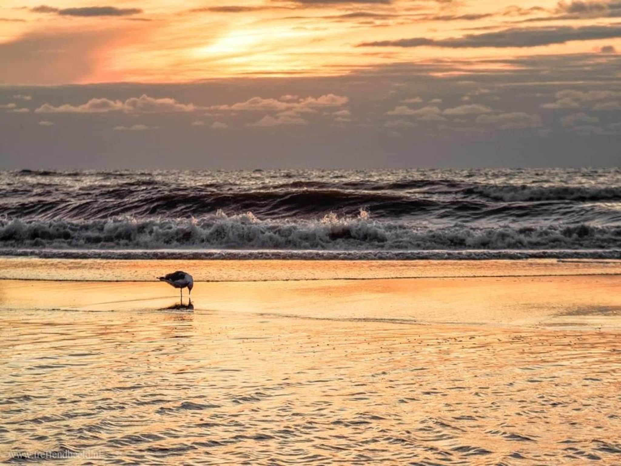 Searose in Noordwijk - Foto 38 van 40