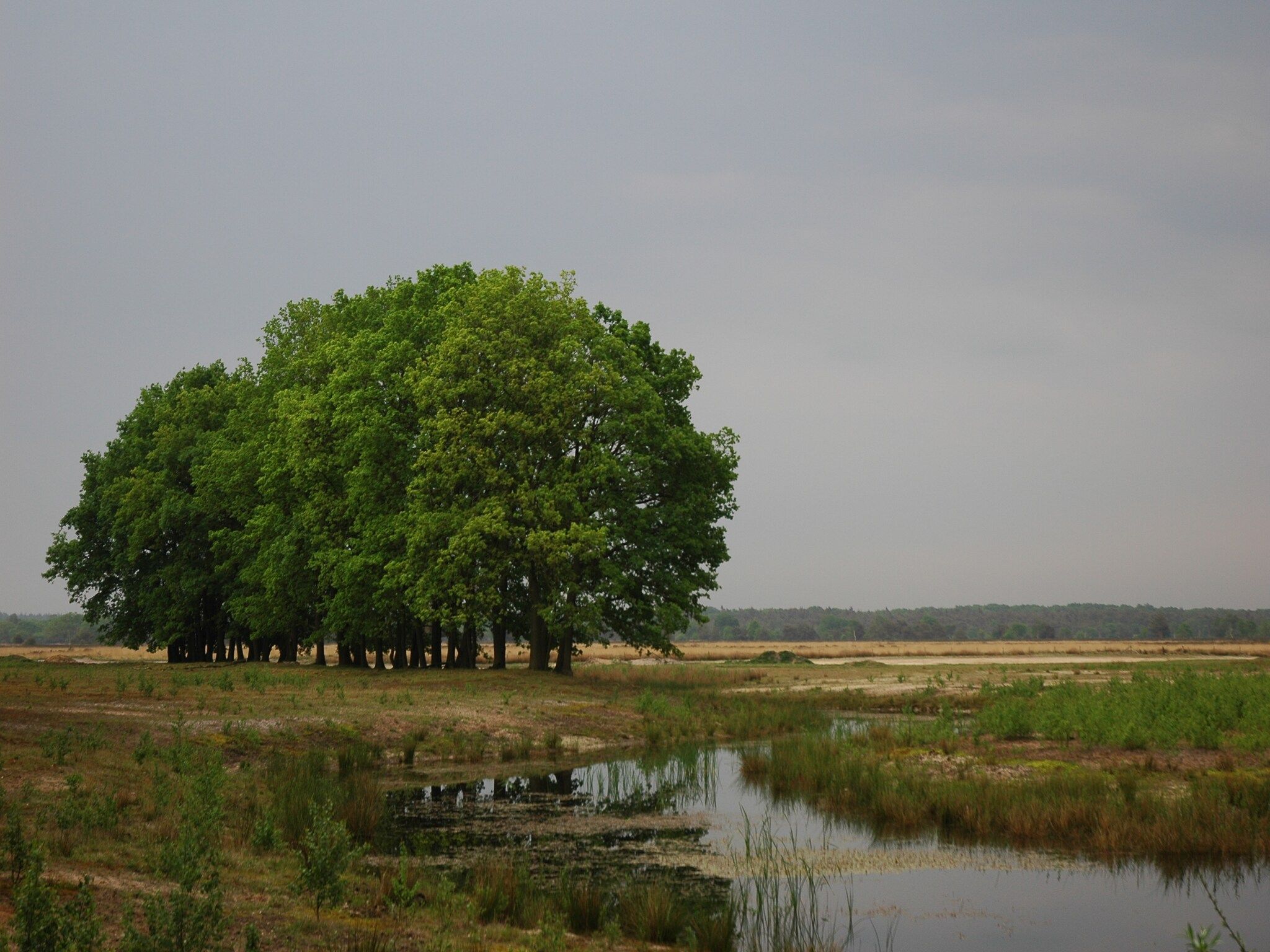 Landgoed De IJsvogel 6 in Voorthuizen - Foto 25 van 40
