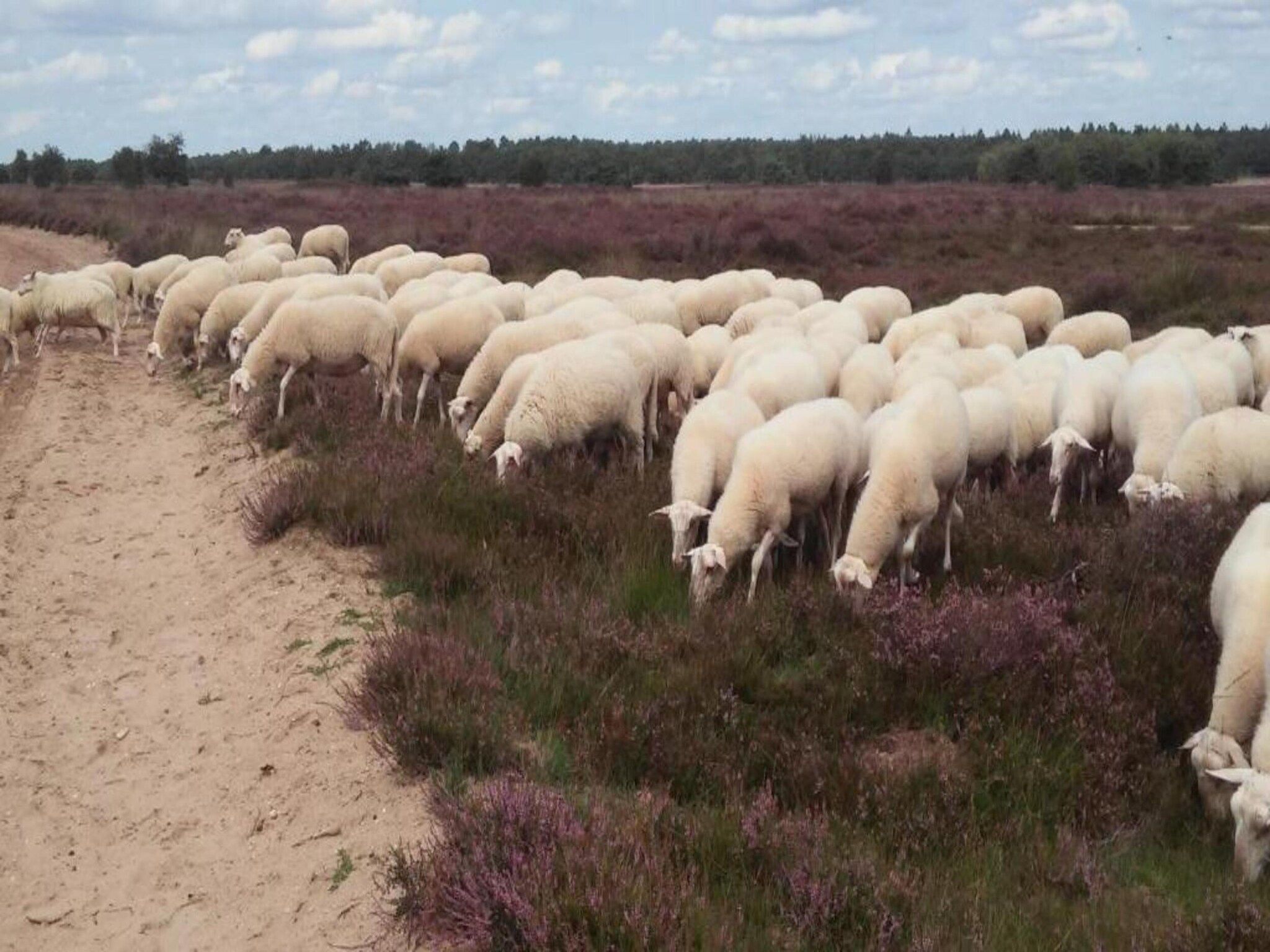 Landgoed De IJsvogel 6 in Voorthuizen - Foto 31 van 40