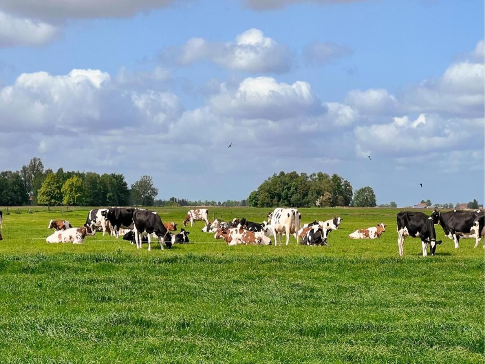 Friese Meren Villa's 7 in Delfstrahuizen - Foto 35 van 38