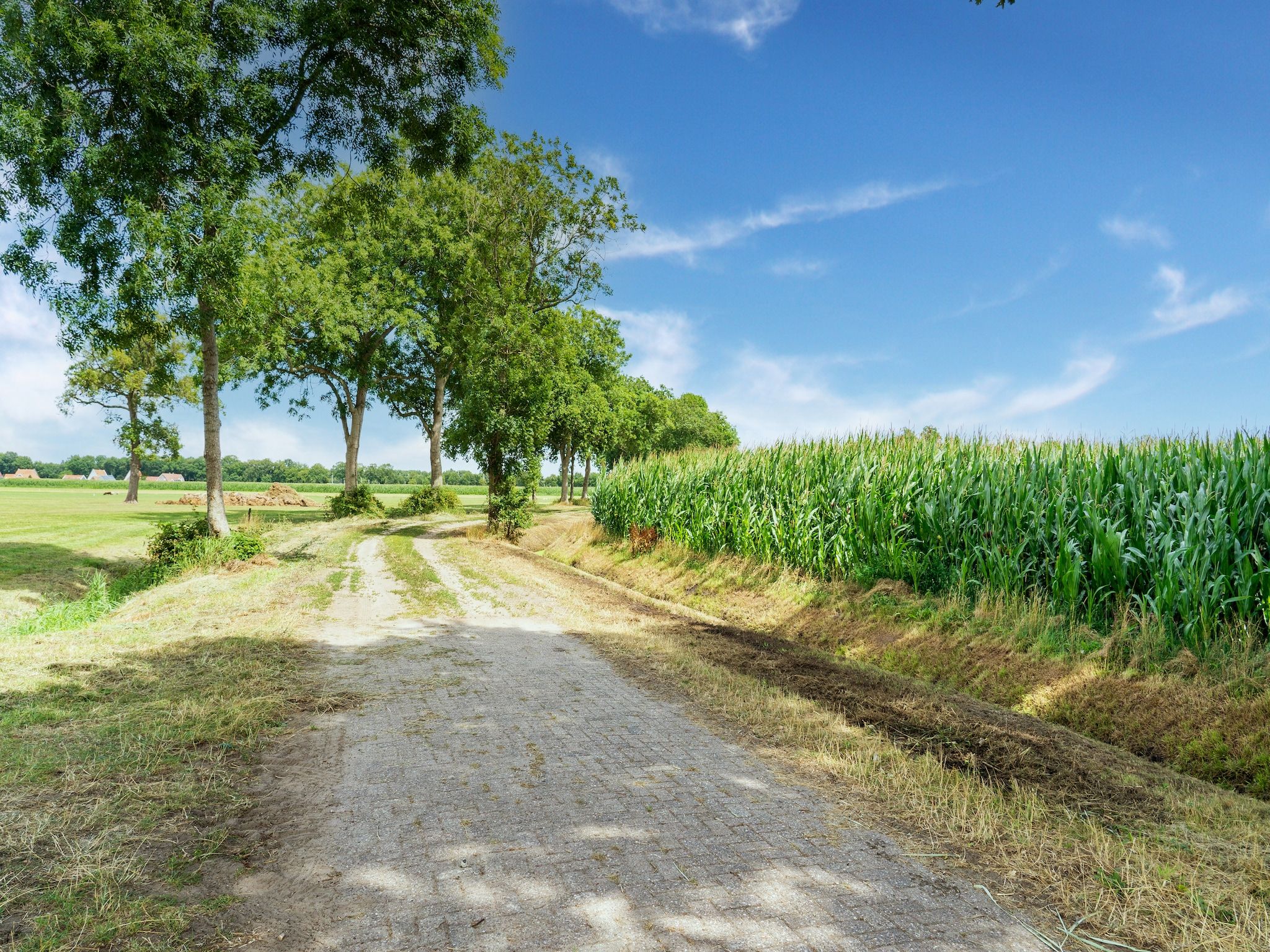 De omgeving van woonboerderij in Staphorst voor 6 personen in Rouveen