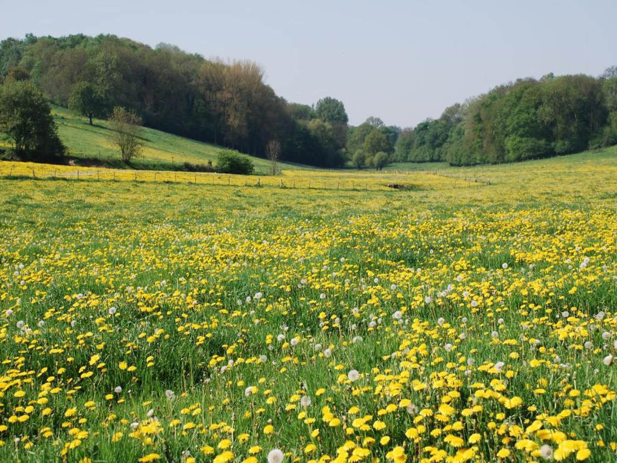 Resort Gulpen 7 in Gulpen - Foto 25 van 40