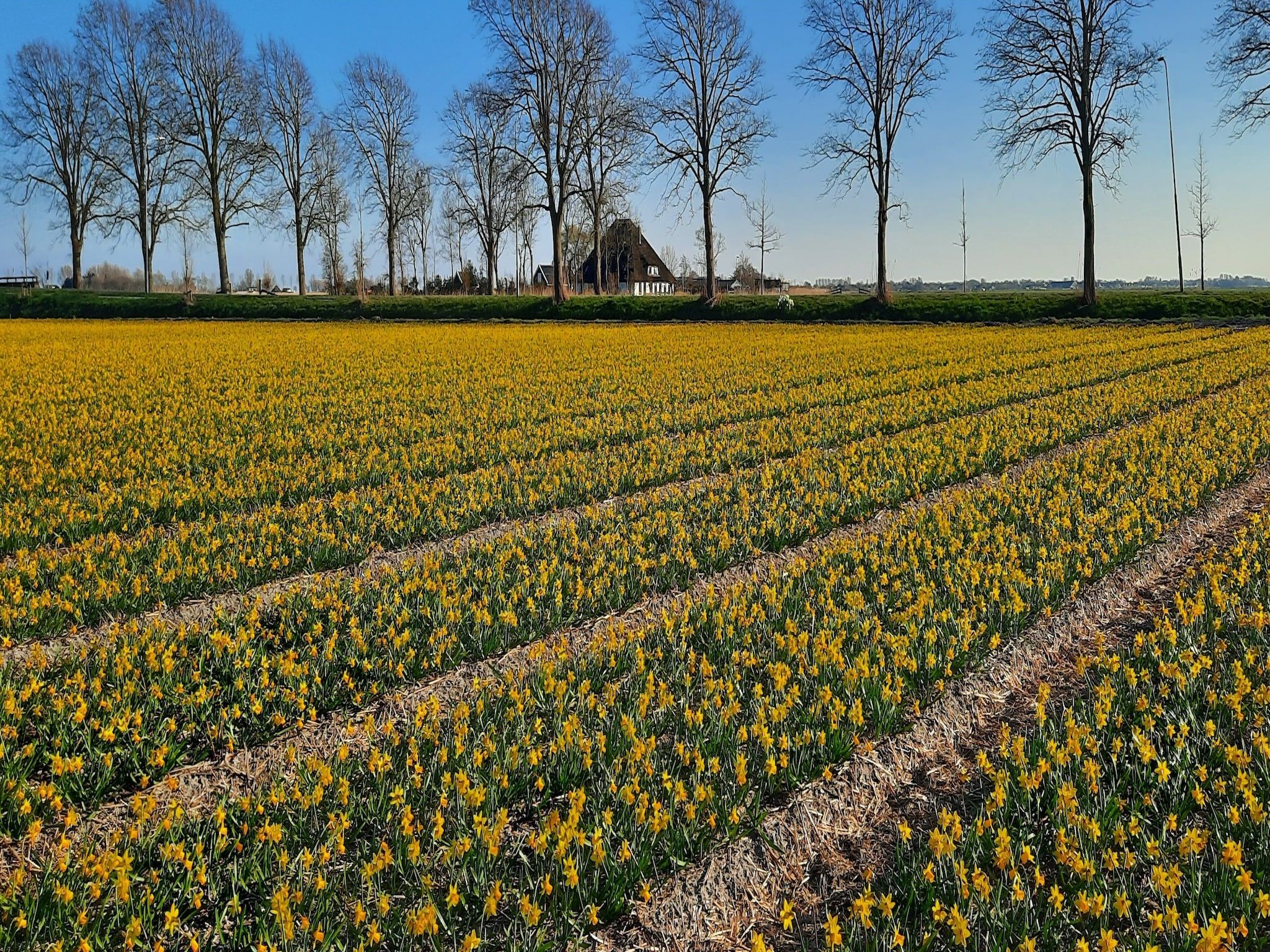 Het uitzicht vanaf De Pauwenhof in Heiloo