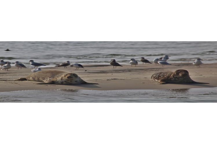 De omgeving van 8 pers met jacuzzi in Colijnsplaat