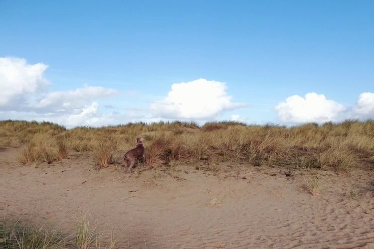 Krokus 10 in Breskens - Foto 39 van 44